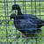 Ducks - Black East Indie 2 thumbnail
