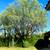 Tree & palm services, yard clean ups, artificial grass & pavers 17 thumbnail