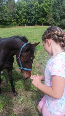 Horse back riding lessons 1