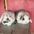 Rabbits 2 thumbnail