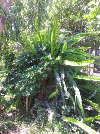 Large Dragon Fruit Cuttings 1