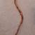 Old Vintage Wooden Walking Stick 1 thumbnail