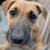 Scooby Doo 12 week old mix 3 thumbnail