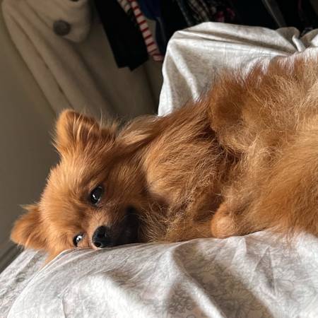 POMERANIAN DESAPARECIDO (Memphis, Stateline Rd y Riverdale)63416390876033124
