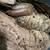 Isopods 4 thumbnail