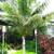 Malagasy palms /// DYPSIS (Chrysalidocarpus) species 12 thumbnail