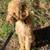 Labradoodle 2 thumbnail