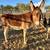 Male Donkey 1 thumbnail