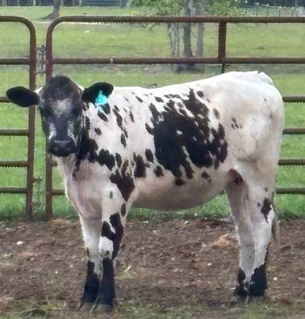 Park heifer - $3.000 (Chipley)63440113531649121