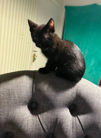 Black kitten (Glendale)64048129222145121