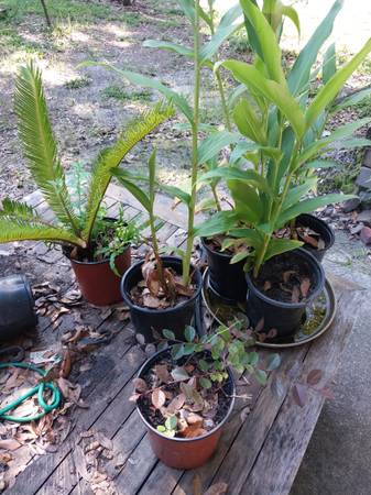4 pots Ŵhite Ginger, 1 Sago Palm, 1 Loropetulum 1