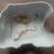 Crested Gecko Pair 5 thumbnail