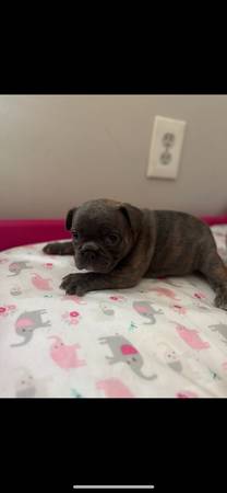 Female Frenchie puppy (Marietta)63881506728579121