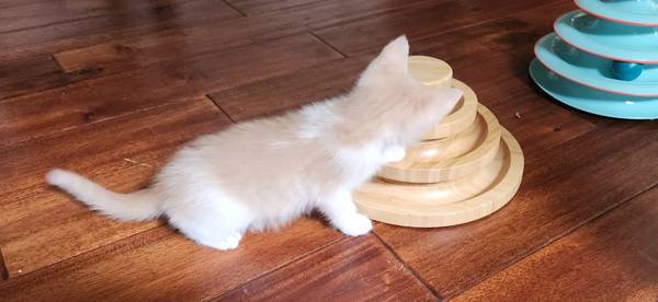 Kittens for adoption, cream white kitten (San Diego)63894602651138122