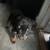 Rottweiler pup 2 thumbnail