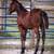 Registered AQHA Mare 1 thumbnail