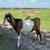Nubian Buck 4 thumbnail