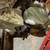G and H Super Magnum Bluebill decoys 4 thumbnail