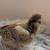 Easter Egger chicks 5 thumbnail