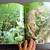 Nice: Audubon Society 1st Edition (1985) Wild Cats Large Book-(Hend.) 12 thumbnail