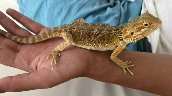 Dragón Barbudo Juvenil (Las Vegas)63860183585923120