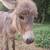 Mini Jenny foal donkey 6 thumbnail