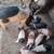 Piglets,  hogs, sow, feeder pigs 5 thumbnail