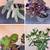 Succulents, cacti, other plants 8 thumbnail