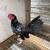 Two Batam roosters 1 thumbnail