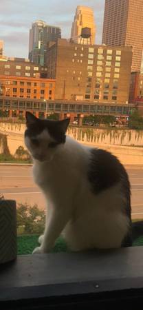 Lost cat (Northeast)63906250652290122