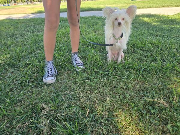 Chinese crested63873028462083121