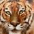 Oil or Acrylic On Canvas - Tiger - Authentic original painting 3 thumbnail