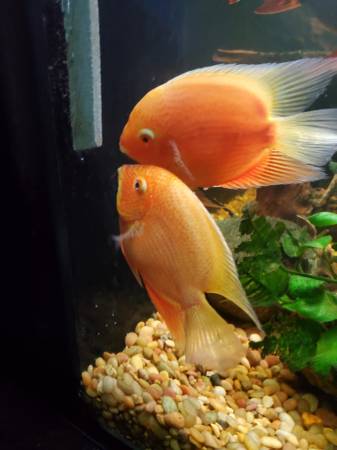 Pez Cíclido Severum Dorado con Manchas Rojas para Adultos (Redmond)63482872960131120