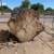 stump 3 thumbnail