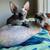 Sphynx $400 1 thumbnail