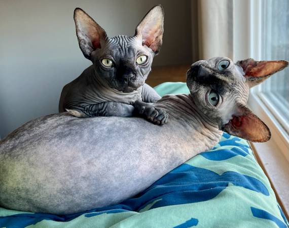 Sphynx $400 1