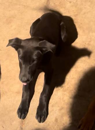 Lab and German Shepard mix (concord / pleasant hill / martinez)64165356960130120