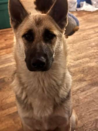 Urgently rehoming German shepherd Husky mix (Tacoma)63853650558209120