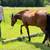 Young Mustang Gelding 11 thumbnail