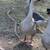 African Geese 2 thumbnail