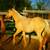 Palomino Colt 3 thumbnail