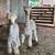 Gentle Mini Alpacas 10 thumbnail