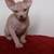 Sphynx Kittens 5 thumbnail