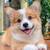 Adorable Corgi 2 thumbnail