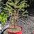 Norway spruce pine trees in 2-gallon nursery pots 1 thumbnail