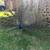 Peachicks/ peacocks 1 thumbnail