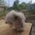 Teddywidder bunny 9 thumbnail