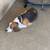 Basset hound Dog (American ) 2 thumbnail