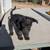Mini Schnauzer 4 thumbnail