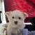 Morkies 1 thumbnail